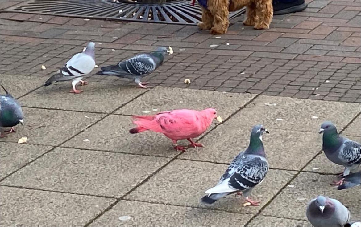 Funky pigeon seen strutting down Solihull High Street - The Solihull  Observer
